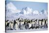 Snow Hill Island, Antarctica. Scenic emperor penguin colony with chicks on a sunny day.-Dee Ann Pederson-Stretched Canvas