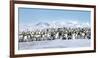 Snow Hill Island, Antarctica. Scenic emperor penguin colony with chicks on a sunny day.-Dee Ann Pederson-Framed Photographic Print