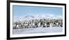 Snow Hill Island, Antarctica. Scenic emperor penguin colony with chicks on a sunny day.-Dee Ann Pederson-Framed Photographic Print