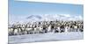 Snow Hill Island, Antarctica. Scenic emperor penguin colony with chicks on a sunny day.-Dee Ann Pederson-Mounted Photographic Print