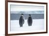 Snow Hill Island, Antarctica. Two adult Emperor penguins have traveled to fish.-Dee Ann Pederson-Framed Photographic Print