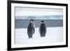 Snow Hill Island, Antarctica. Two adult Emperor penguins have traveled to fish.-Dee Ann Pederson-Framed Photographic Print