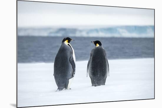Snow Hill Island, Antarctica. Two adult Emperor penguins have traveled to fish.-Dee Ann Pederson-Mounted Photographic Print