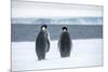 Snow Hill Island, Antarctica. Two adult Emperor penguins have traveled to fish.-Dee Ann Pederson-Mounted Photographic Print