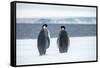 Snow Hill Island, Antarctica. Two adult Emperor penguins have traveled to fish.-Dee Ann Pederson-Framed Stretched Canvas