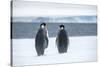 Snow Hill Island, Antarctica. Two adult Emperor penguins have traveled to fish.-Dee Ann Pederson-Stretched Canvas