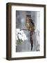 Snow Hunter in the Forest. Big Eurasian Eagle Owl Sitting on Snowy Tree Trunk with Snow, Snowflake-Ondrej Prosicky-Framed Photographic Print