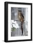 Snow Hunter in the Forest. Big Eurasian Eagle Owl Sitting on Snowy Tree Trunk with Snow, Snowflake-Ondrej Prosicky-Framed Photographic Print
