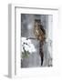 Snow Hunter in the Forest. Big Eurasian Eagle Owl Sitting on Snowy Tree Trunk with Snow, Snowflake-Ondrej Prosicky-Framed Photographic Print