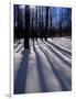 Snow in the Northern Hardwood Forest, Maine, USA-Jerry & Marcy Monkman-Framed Photographic Print