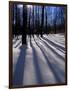 Snow in the Northern Hardwood Forest, Maine, USA-Jerry & Marcy Monkman-Framed Photographic Print