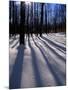 Snow in the Northern Hardwood Forest, Maine, USA-Jerry & Marcy Monkman-Mounted Photographic Print