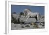 Snow King-Bob Langrish-Framed Photographic Print