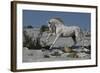 Snow King-Bob Langrish-Framed Photographic Print