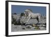 Snow King-Bob Langrish-Framed Photographic Print