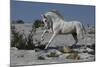 Snow King-Bob Langrish-Mounted Photographic Print