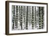 Snow-laden bamboo, Kodai-ji temple, Kyoto, Japan, Asia-Damien Douxchamps-Framed Photographic Print