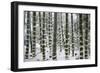 Snow-laden bamboo, Kodai-ji temple, Kyoto, Japan, Asia-Damien Douxchamps-Framed Photographic Print