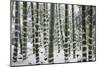 Snow-laden bamboo, Kodai-ji temple, Kyoto, Japan, Asia-Damien Douxchamps-Mounted Photographic Print