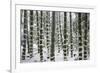 Snow-laden bamboo, Kodai-ji temple, Kyoto, Japan, Asia-Damien Douxchamps-Framed Photographic Print