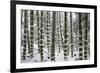 Snow-laden bamboo, Kodai-ji temple, Kyoto, Japan, Asia-Damien Douxchamps-Framed Photographic Print