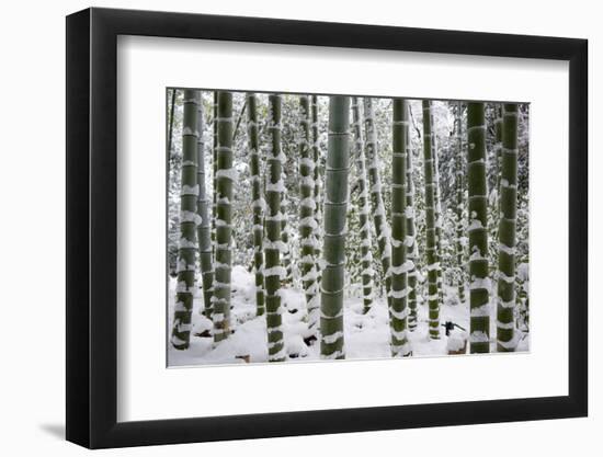 Snow-laden bamboo, Kodai-ji temple, Kyoto, Japan, Asia-Damien Douxchamps-Framed Photographic Print