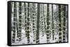 Snow-laden bamboo, Kodai-ji temple, Kyoto, Japan, Asia-Damien Douxchamps-Framed Stretched Canvas