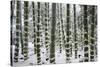 Snow-laden bamboo, Kodai-ji temple, Kyoto, Japan, Asia-Damien Douxchamps-Stretched Canvas