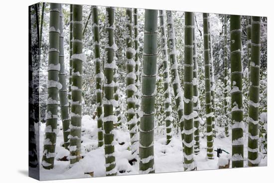 Snow-laden bamboo, Kodai-ji temple, Kyoto, Japan, Asia-Damien Douxchamps-Stretched Canvas