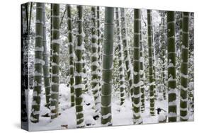 Snow-laden bamboo, Kodai-ji temple, Kyoto, Japan, Asia-Damien Douxchamps-Stretched Canvas