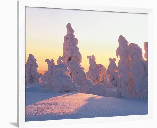 Snow Laden Conifers-null-Framed Art Print