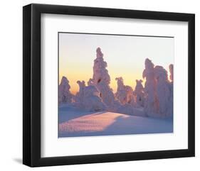Snow Laden Conifers-null-Framed Art Print