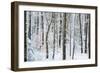 Snow Laden Forest Trees-Miramira-Framed Photographic Print