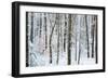 Snow Laden Forest Trees-Miramira-Framed Photographic Print