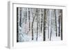 Snow Laden Forest Trees-Miramira-Framed Photographic Print