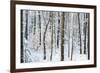 Snow Laden Forest Trees-Miramira-Framed Photographic Print