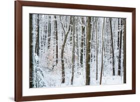 Snow Laden Forest Trees-Miramira-Framed Photographic Print