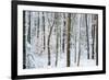 Snow Laden Forest Trees-Miramira-Framed Photographic Print