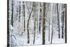 Snow Laden Forest Trees-Miramira-Mounted Photographic Print