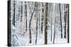 Snow Laden Forest Trees-Miramira-Stretched Canvas