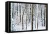 Snow Laden Forest Trees-Miramira-Framed Stretched Canvas