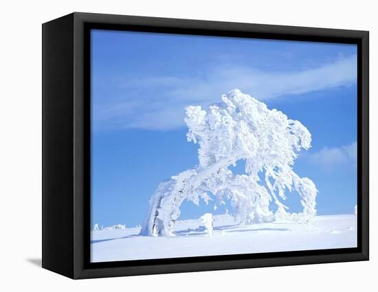 Snow-Laden Tree in Black Forest Winter Scene-Herbert Kehrer-Framed Stretched Canvas