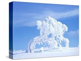 Snow-Laden Tree in Black Forest Winter Scene-Herbert Kehrer-Stretched Canvas