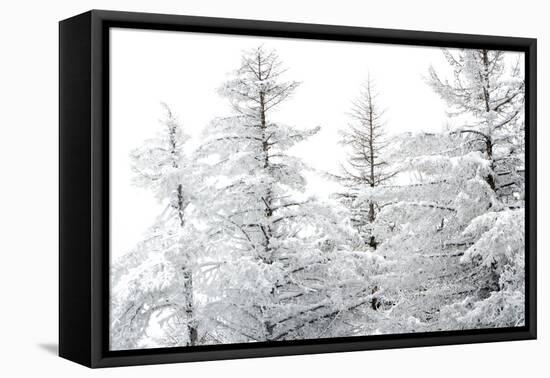 Snow-Laden Trees-Howard Ruby-Framed Stretched Canvas