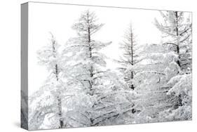 Snow-Laden Trees-Howard Ruby-Stretched Canvas