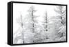 Snow-Laden Trees-Howard Ruby-Framed Stretched Canvas
