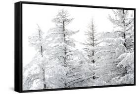 Snow-Laden Trees-Howard Ruby-Framed Stretched Canvas