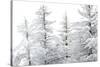 Snow-Laden Trees-Howard Ruby-Stretched Canvas