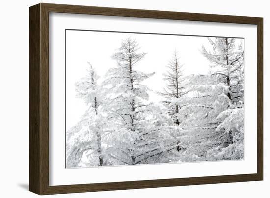 Snow-Laden Trees-Howard Ruby-Framed Premium Photographic Print