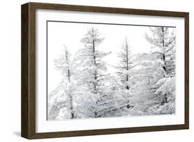 Snow-Laden Trees-Howard Ruby-Framed Premium Photographic Print